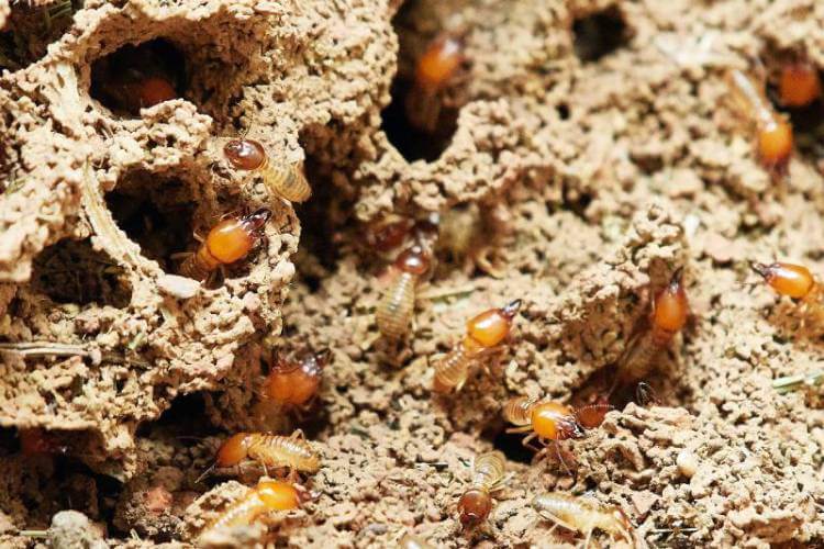 infestación termitas, madera infectada por termitas