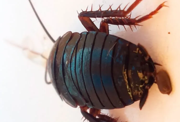 ¿Cómo identificar los huevos de cucarachas?