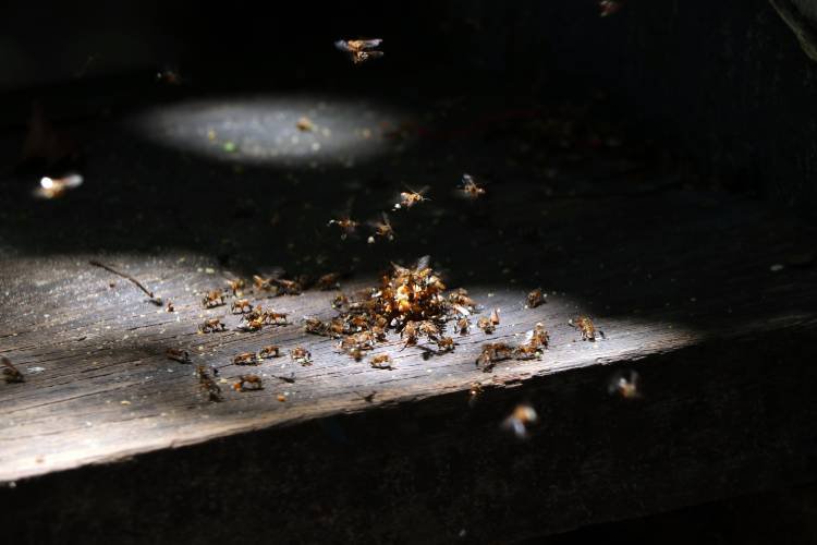 ¿Cómo eliminar termitas de forma totalmente efectiva?