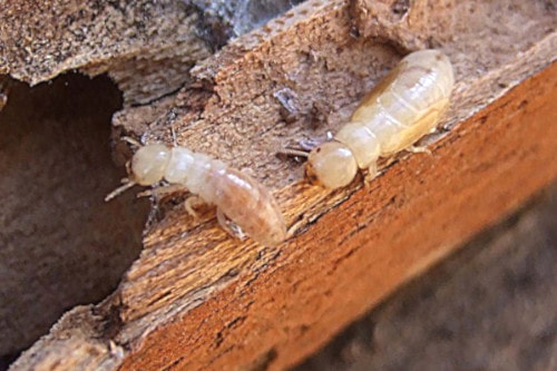 como saber si hay termitas, como saber si tengo termitas, como detectar termitas en casa